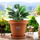 PAVAN FLORA PLANTER-8-3