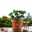 PAVAN PLANT 6-inch-2