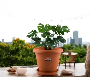 Pavan Flora Planter 6inch 4Pcs Without Plate ( Plastic Planter Pot For Gardening )